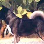 Great Japanese Dog