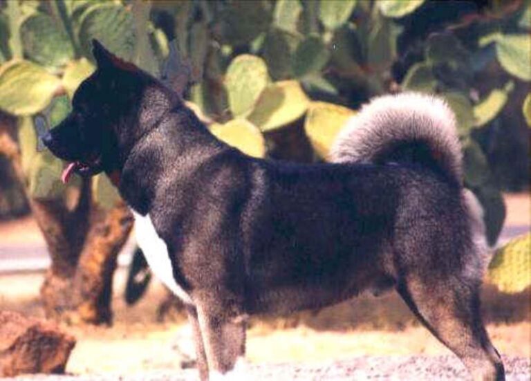 Great Japanese Dog