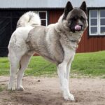 Great Japanese Dog