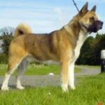 Great Japanese Dog