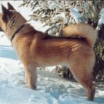 Great Japanese Dog