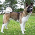 Great Japanese Dog