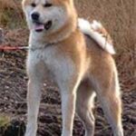 Great Japanese Dog