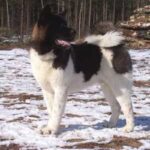 Great Japanese Dog