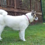 Great Japanese Dog