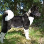 Great Japanese Dog