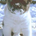 Great Japanese Dog