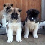 Great Japanese Dog