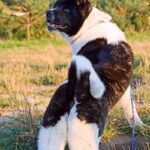 Great Japanese Dog