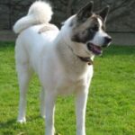 Great Japanese Dog