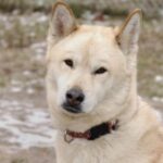 Great Japanese Dog