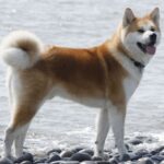 Great Japanese Dog
