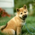 Great Japanese Dog