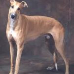 Greyhound