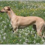 Greyhound