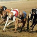 Greyhound