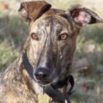 Greyhound