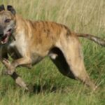 Greyhound