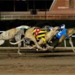 Greyhound