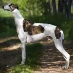 Greyhound
