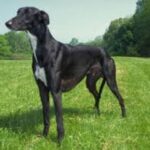 Greyhound