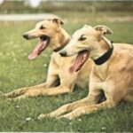 Greyhound