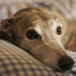 Greyhound