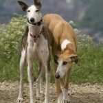 Greyhound