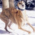 Greyhound