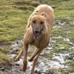 Greyhound