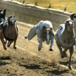 Greyhound