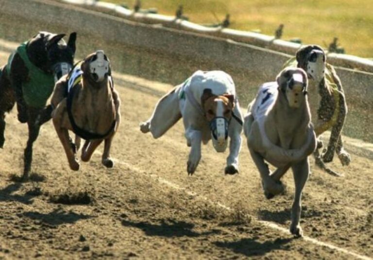 Greyhound