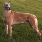 Greyhound