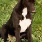Greyhound