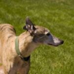 Greyhound