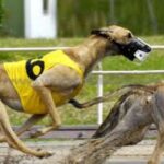 Greyhound