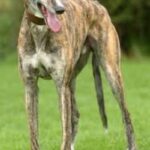 Greyhound
