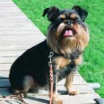 Griffon Belge