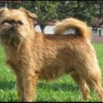 Griffon Belge
