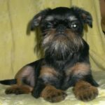 Griffon Belge