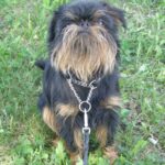 Griffon Belge
