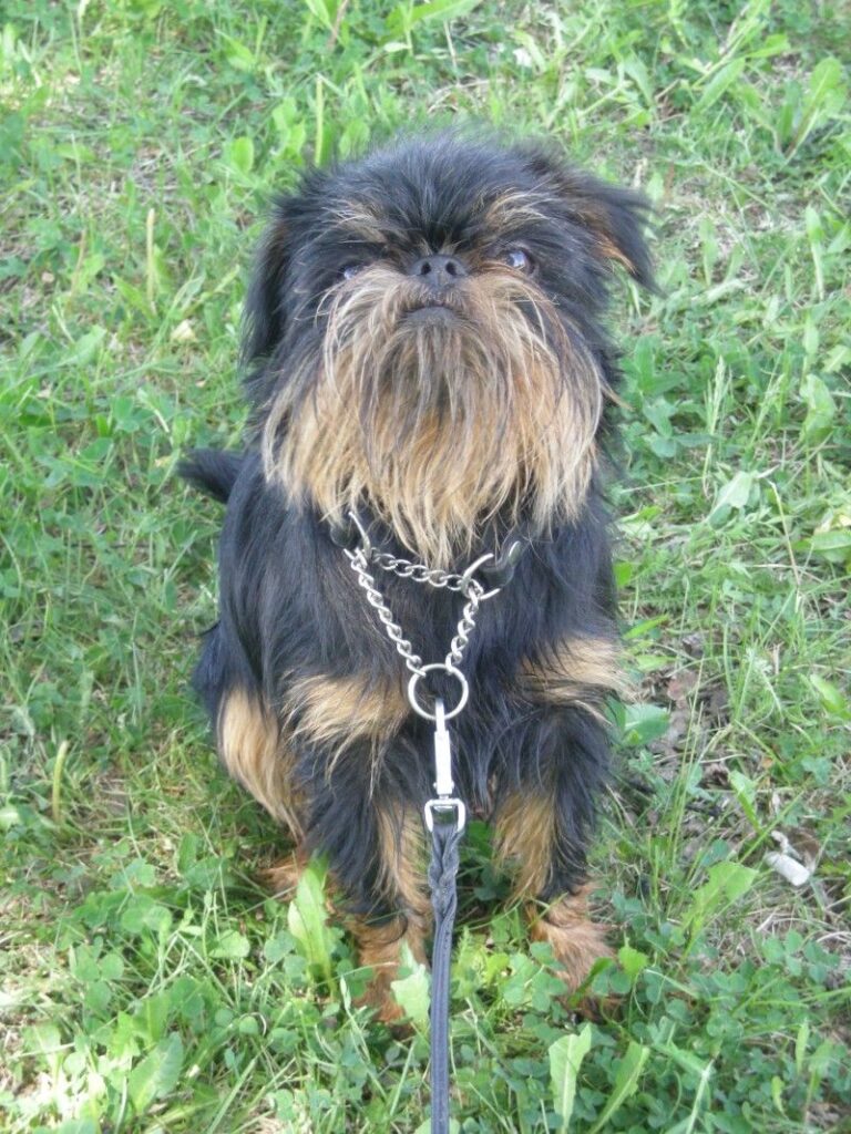 Griffon Belge