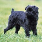 Griffon Belge