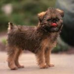 Griffon Belge