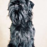 Griffon Belge