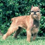 Griffon Belge