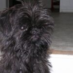 Griffon Belge