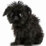 Griffon Belge