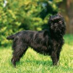 Griffon Belge