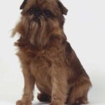 Griffon Belge